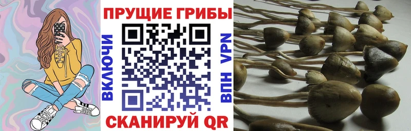 Псилоцибиновые грибы Cubensis  Дно 